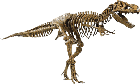 Fossils PNG