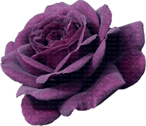 Purple Rose PNG