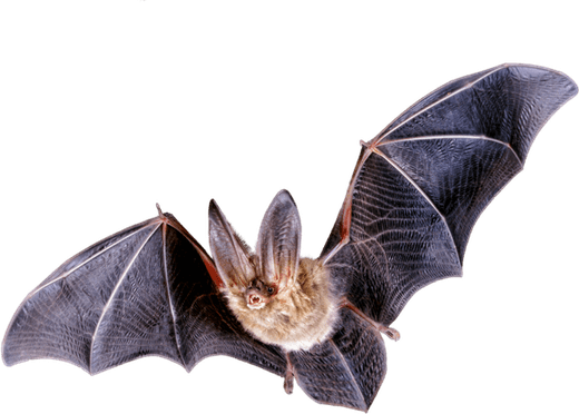 Bat PNG