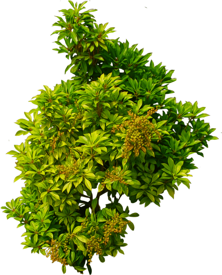 Green Plant PNG