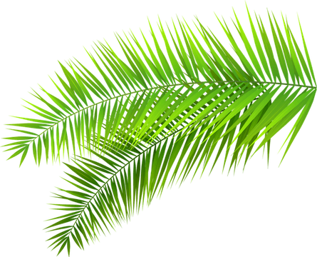 Palm Leaf PNG
