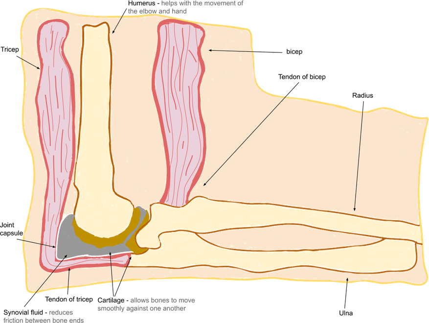 Elbow PNG