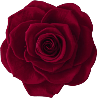 Burgundy Rose PNG