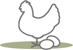 Chicken Laying Egg PNG