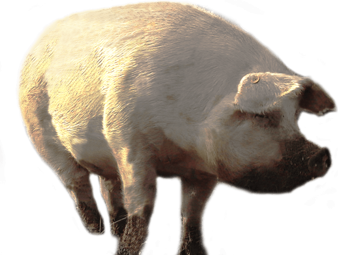 Pig PNG