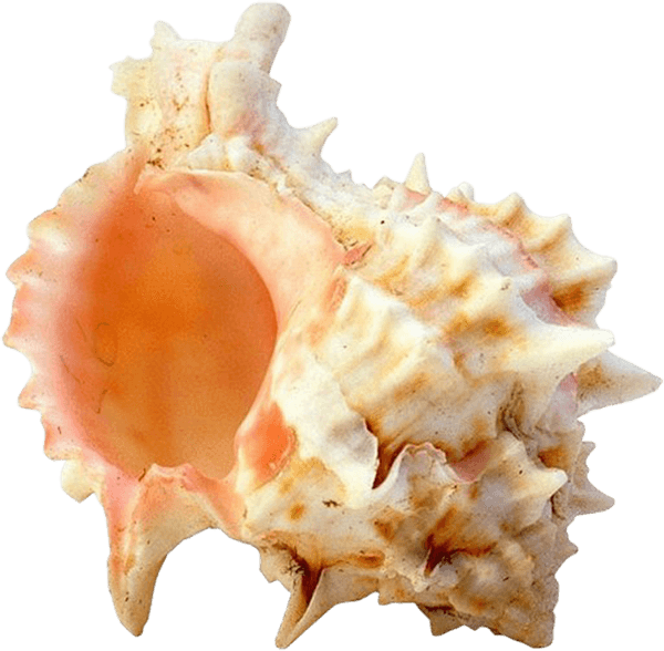 Seashell PNG