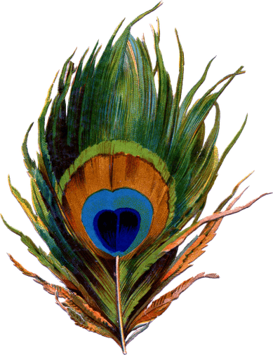 Peacock Feather PNG