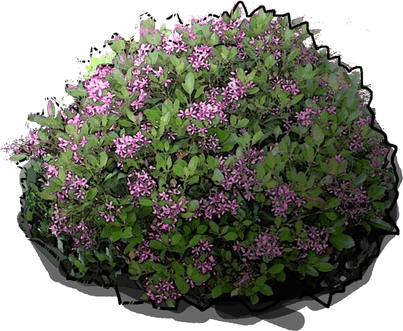 Hawthorn Flower PNG