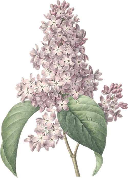 Lilacs PNG
