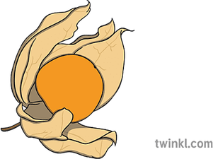 Cape Gooseberry PNG