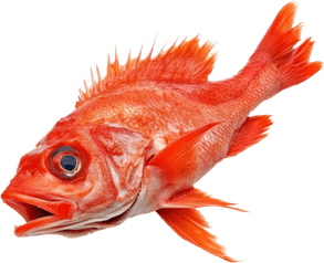 Red Fish PNG