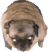 Pug PNG