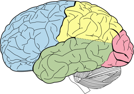 Human Brain PNG