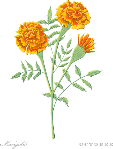 Birth Month Flower PNG