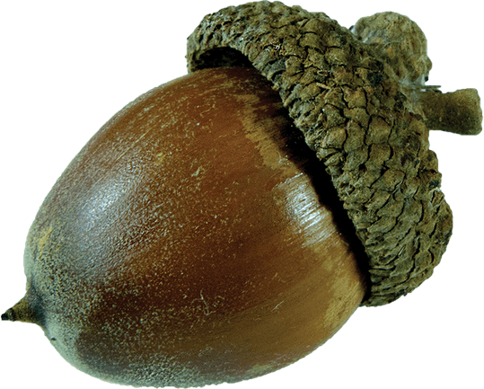 Acorn Oak PNG