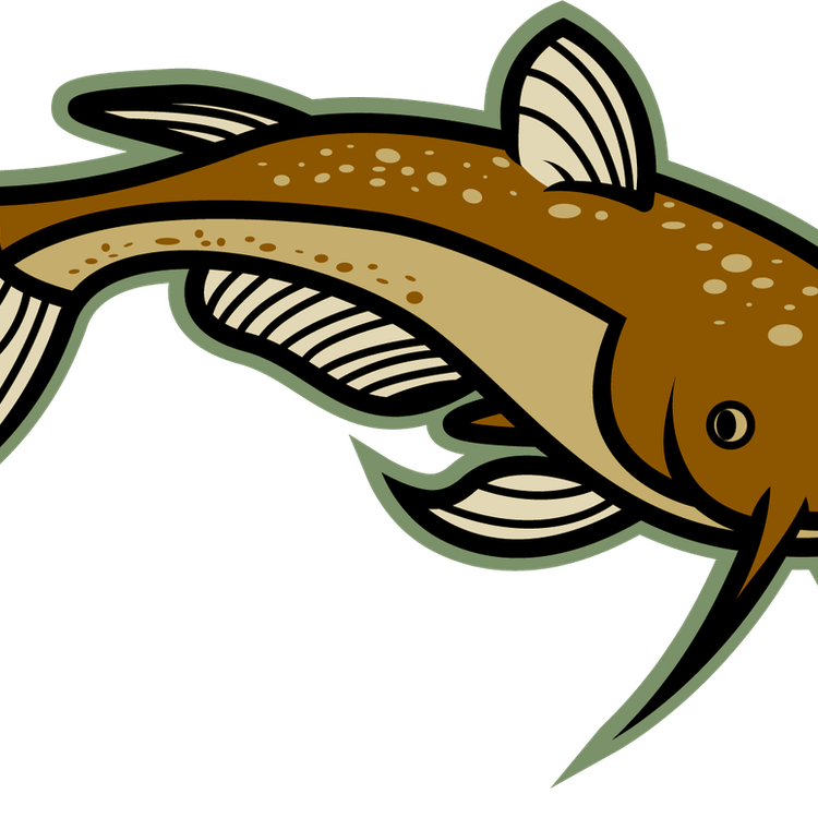 Wels Catfish PNG