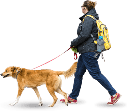 Walking Dog PNG