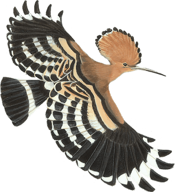 Hoopoes PNG