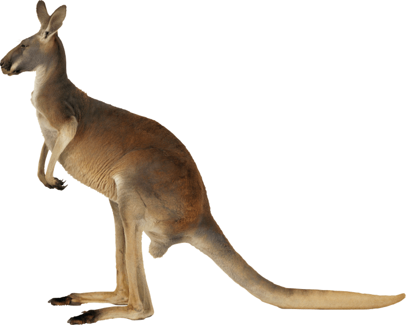 Australia Kangaroo PNG