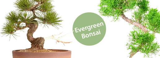 Juniper Tree PNG