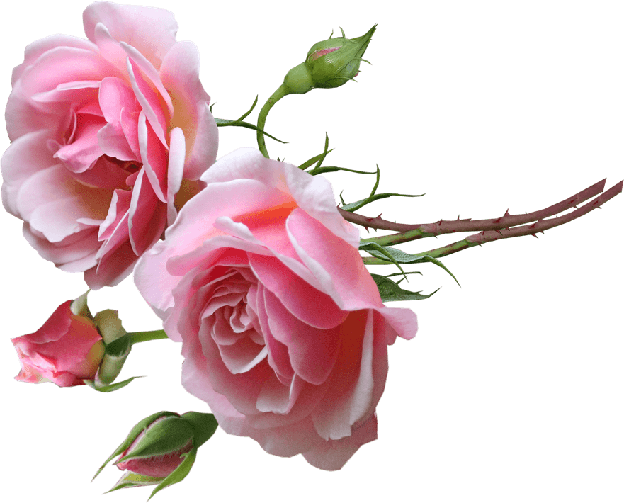 Baby Pink Rose PNG