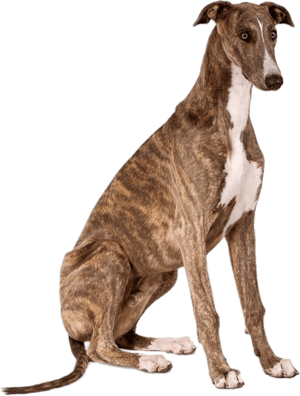 Greyhound PNG