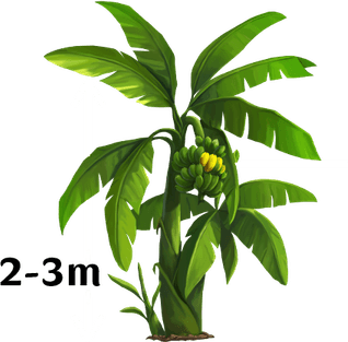 Banana Tree PNG