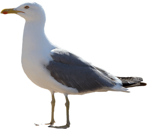 Gull PNG
