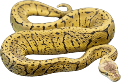 Banana Ball Python PNG