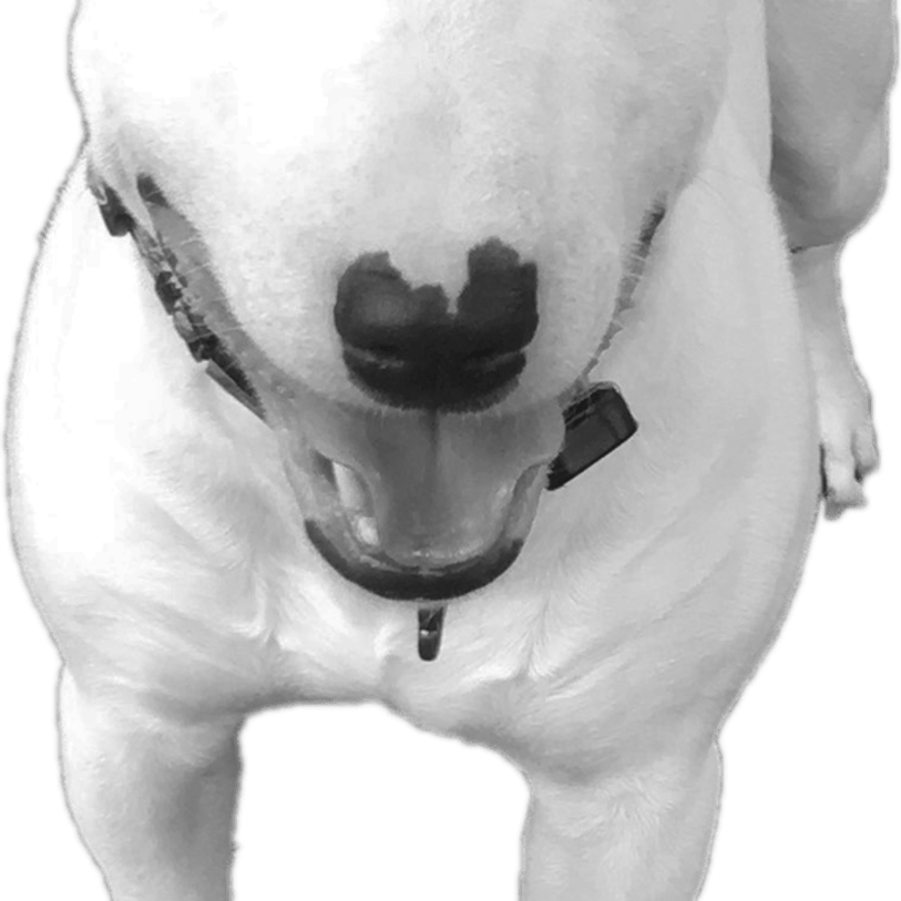 Walter Dog PNG
