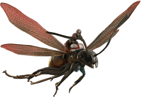 Wasp Insect PNG