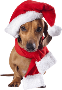 Dachshund Christmas PNG