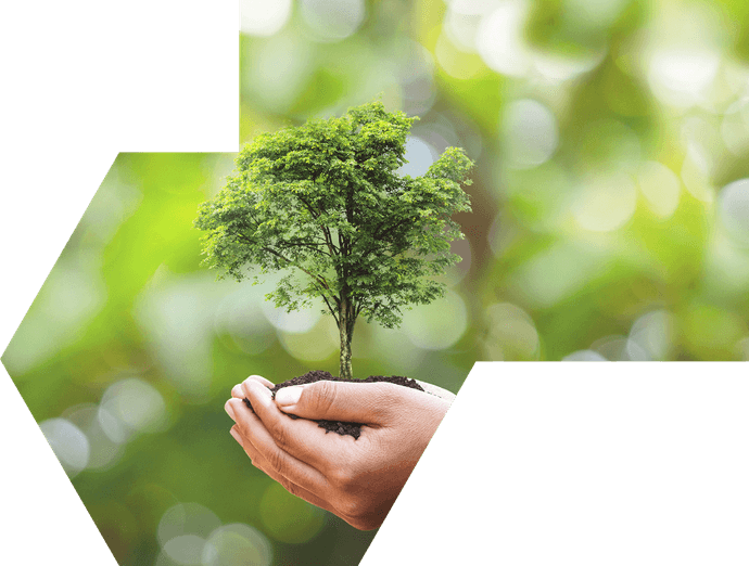 Hand With Tree PNG