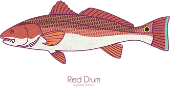 Red Drum Fish PNG