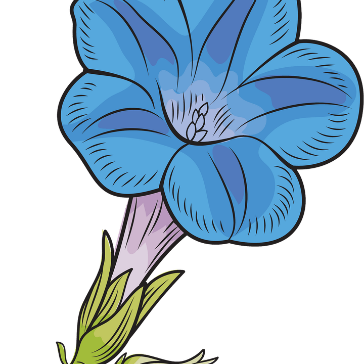 Morning Glory Flower PNG