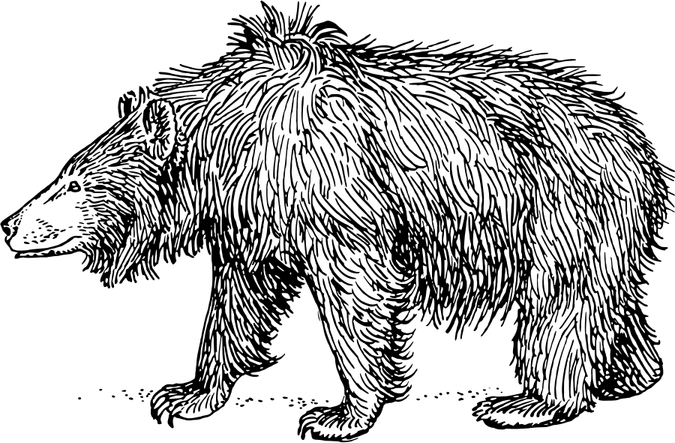 Sloth Bear PNG