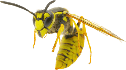 Hornet Insect PNG