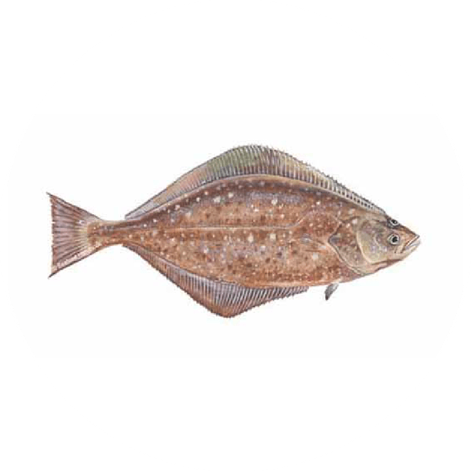 Halibut PNG