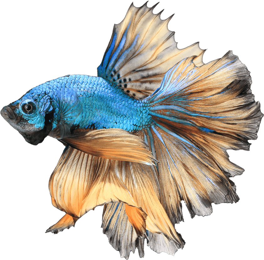 Betta Fish PNG