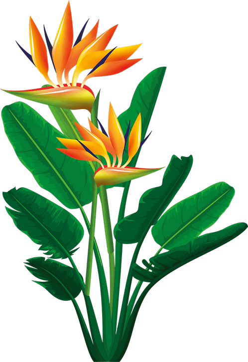 Paradise PNG