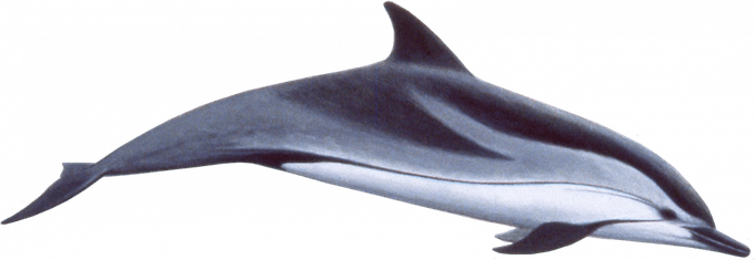 Oceanic Dolphins PNG