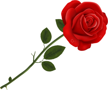 Rose Clear PNG