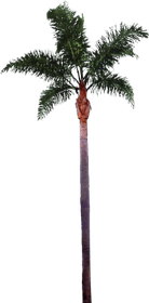 Palm Tree Black PNG