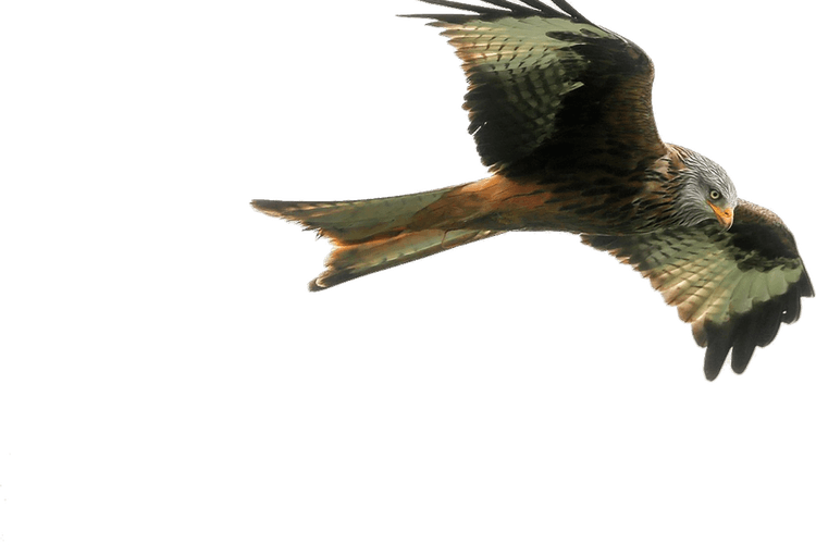 Hawk Bird PNG