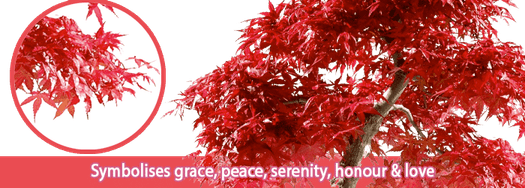 Japanese Maple Tree PNG