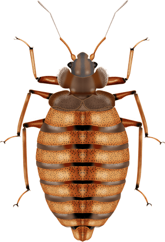 Bed Bug PNG