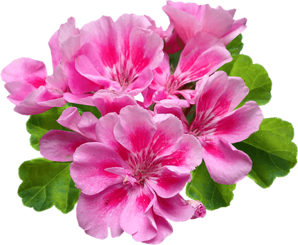 Geranium PNG