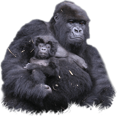 Gorilla PNG