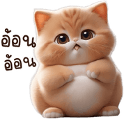 Funny Cat PNG
