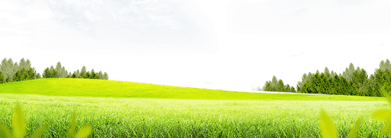 Meadow PNG